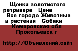 Щенки золотистого ретривера › Цена ­ 15 000 - Все города Животные и растения » Собаки   . Кемеровская обл.,Прокопьевск г.